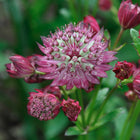 Astrancija didžioji 'Rubra'