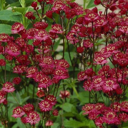Astrancija didžioji 'Carlet'