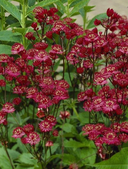 Astrancija didžioji 'Carlet'