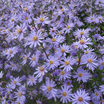 Astras širdžialapis 'Blue Heaven'