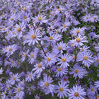 Astras širdžialapis 'Blue Heaven'
