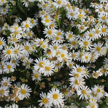 Astras 'Starshine'