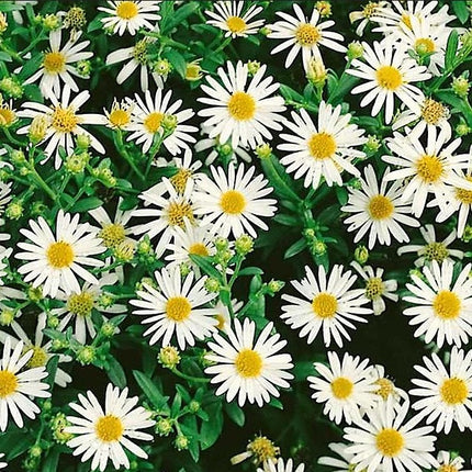 Astras 'Starshine'