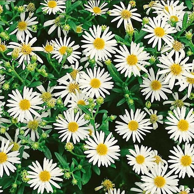 Astras 'Starshine'