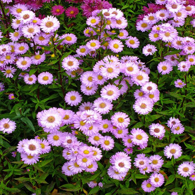Astras virgininis 'Sarah Ballard'