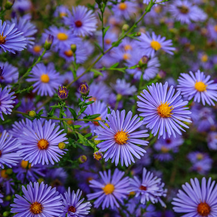 Astras 'Stardust'