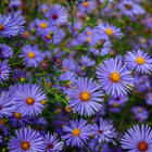 Astras 'Stardust'