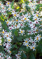 Astras skėstašakis 'Eastern Star'