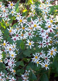 Astras skėstašakis 'Eastern Star'