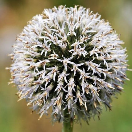 Bandrenis apskritagalvis 'Arctic Glow'