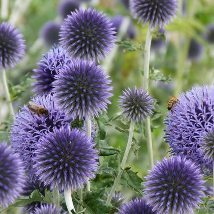 Bandrenis žydrasis 'Veitch's Blue'