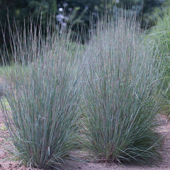 Collection image for: Barzdūnai