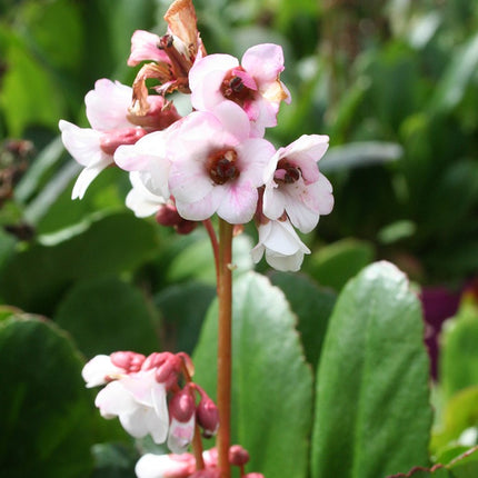 Bergenija 'Dragonfly Angel Kiss'