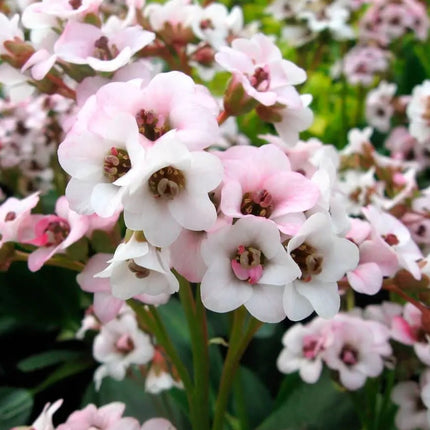 Bergenija 'Dragonfly Angel Kiss'