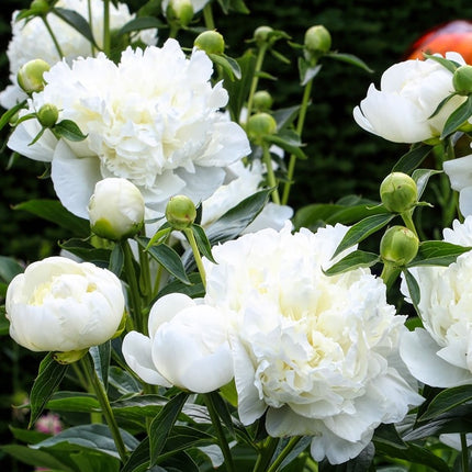 Bijūnas 'Duchesse De Nemours'