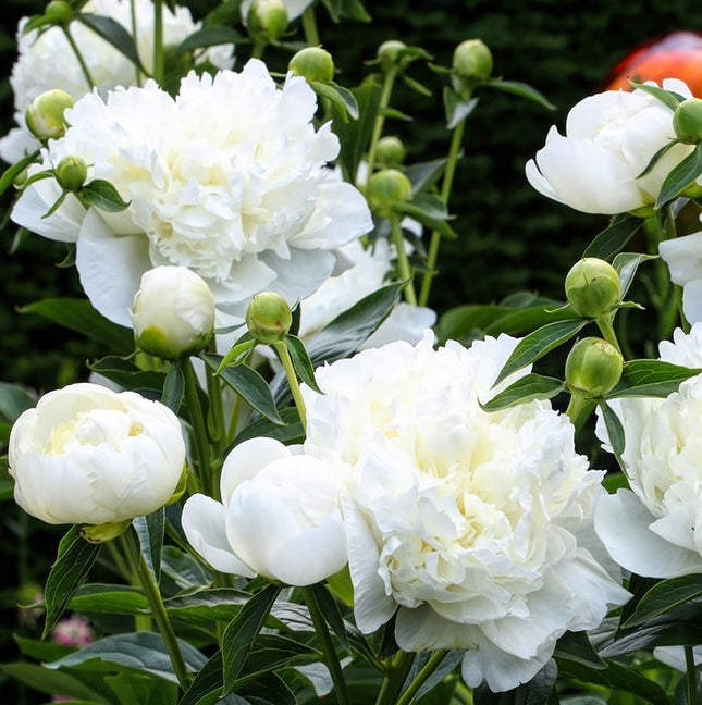 Bijūnas 'Duchesse De Nemours'