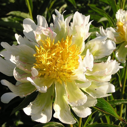 Bijūnas 'Green Halo'