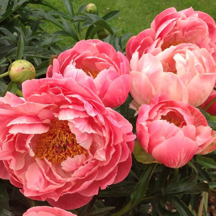 Bijūnas 'Coral Charm'