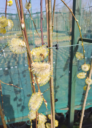 Blindė paprastoji 'Pendula'