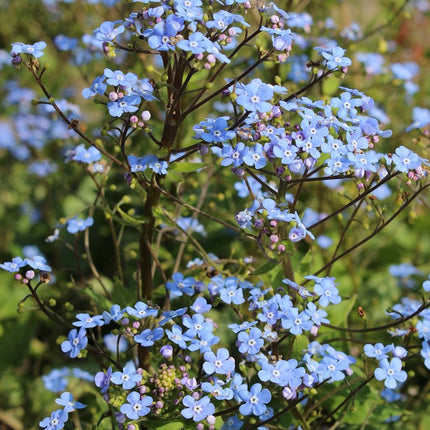 Brunera stambialapė 'Alexander's Great'