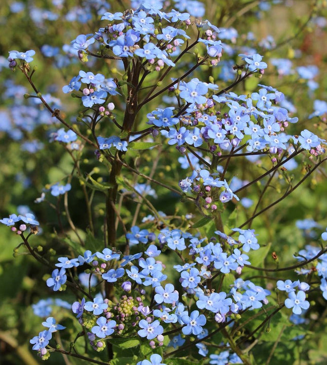 Brunera stambialapė 'Alexander's Great'