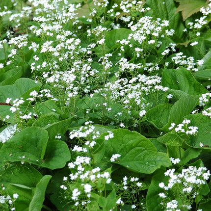 Brunera stambialapė 'Betty Bowring'