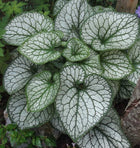 Brunera stambialapė 'Jack Frost'