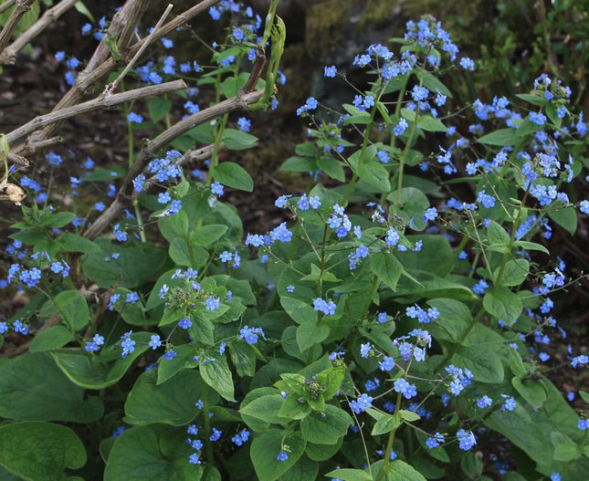 Brunera stambialapė
