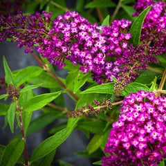 Collection image for: Budlėjos