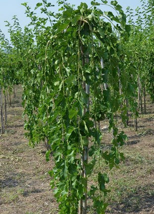 Šilkmedis baltasis 'Pendula'