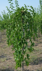 Šilkmedis baltasis 'Pendula'