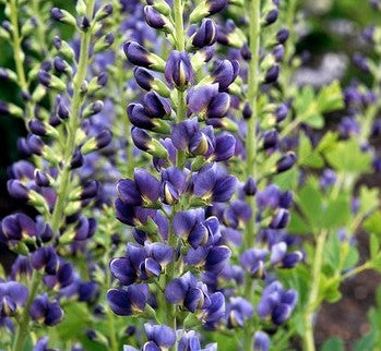 Barškė 'Decadence Blue Bubbly'