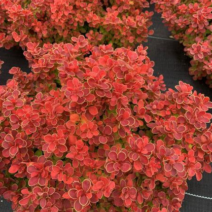 Raugeriškis tubergo 'Red Hot Chili'