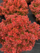 Raugeriškis tubergo 'Red Hot Chili'
