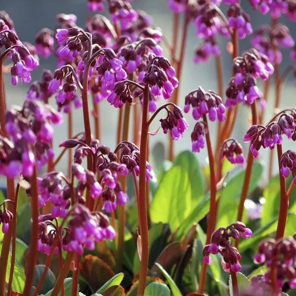 Bergenija hibridinė 'Wintermarchen'