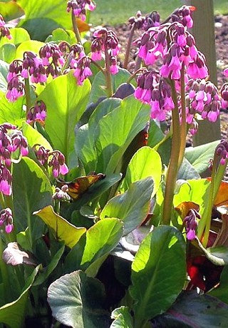 Bergenija hibridinė 'Wintermarchen'