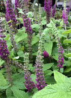 Berutis kaukazinis