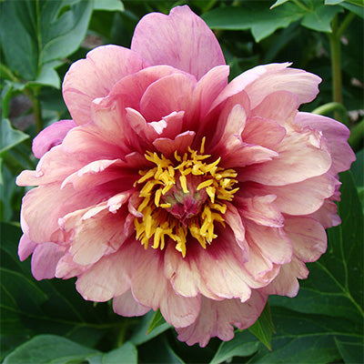 Bijūnas 'Berry Berry Fine'