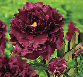 Bijūnas 'Black Beauty'