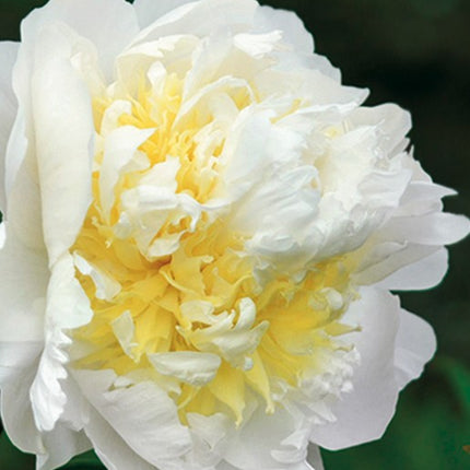 Bijūnas 'Cheddar Cheese'