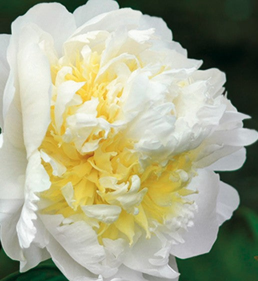 Bijūnas 'Cheddar Cheese'