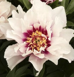 Bijūnas 'Cora Louise'