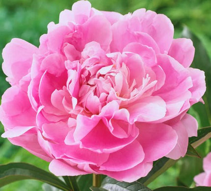 Bijūnas 'Dinner Plate'