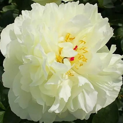 Bijūnas 'Early Sensation'