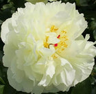 Bijūnas 'Early Sensation'