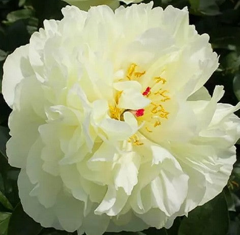 Bijūnas 'Early Sensation'