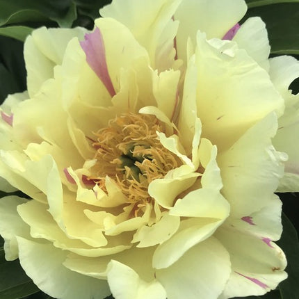 Bijūnas 'Lemon Dream'