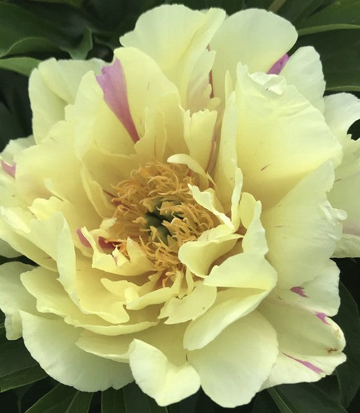 Bijūnas 'Lemon Dream'