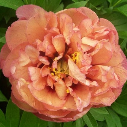 Bijūnas 'Orange Victory'