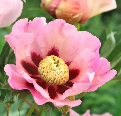 Bijūnas 'Pastel Splendor'